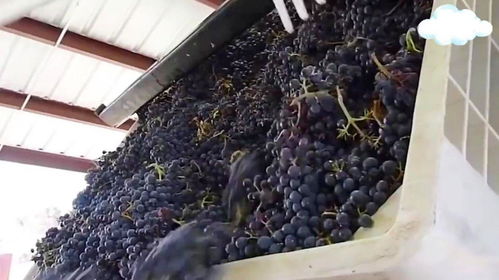 耗時30個月的葡萄酒加工過程,看完你敢喝嗎