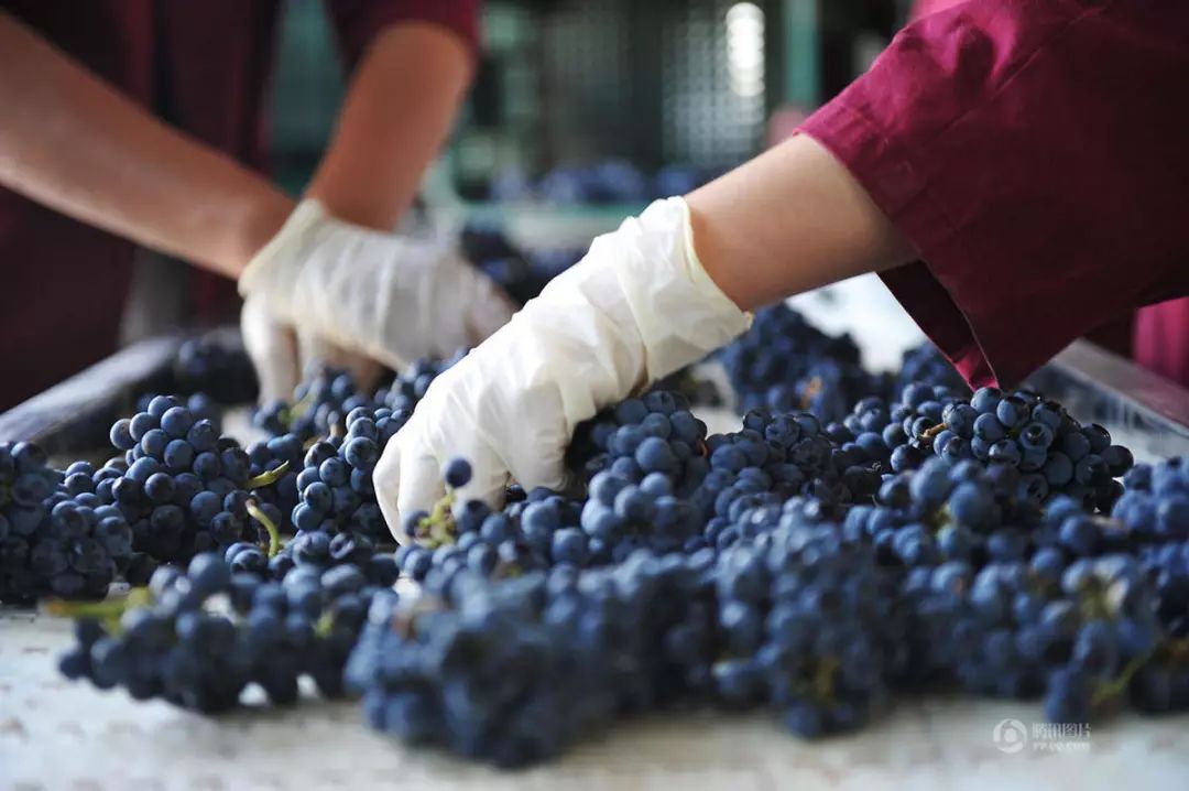 釀酒之道 | 史上最全葡萄酒釀酒過(guò)程詳解